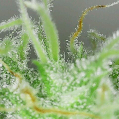 Pineapple Express  growlog photo: Trichomes looking good 
