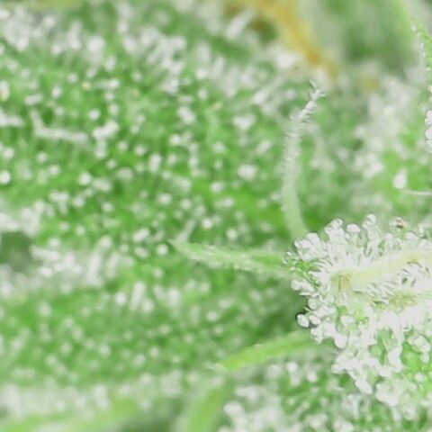 Pineapple Express  growlog photo: Trichomes looking good 