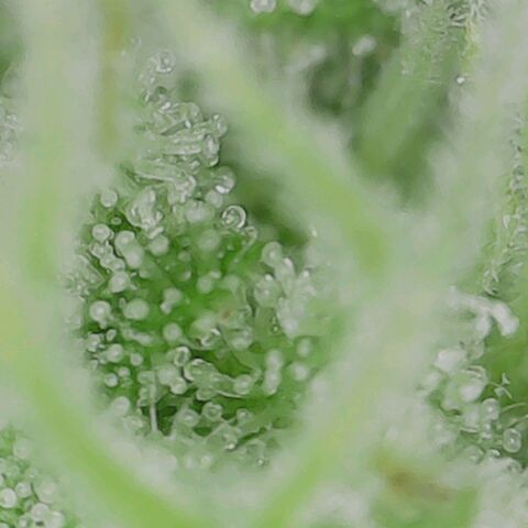 Pineapple Express  growlog photo: Trichomes looking good 