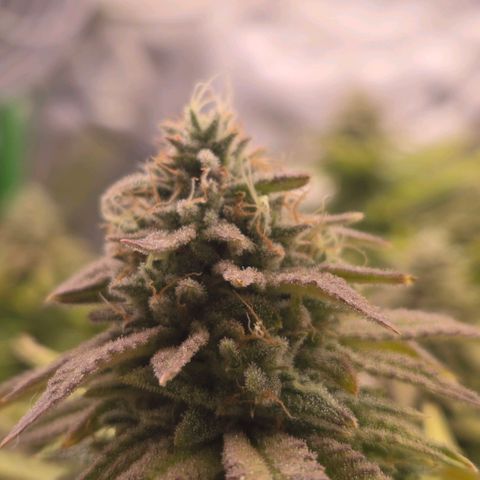 Pineapple Express  growlog photo: Nice buds
