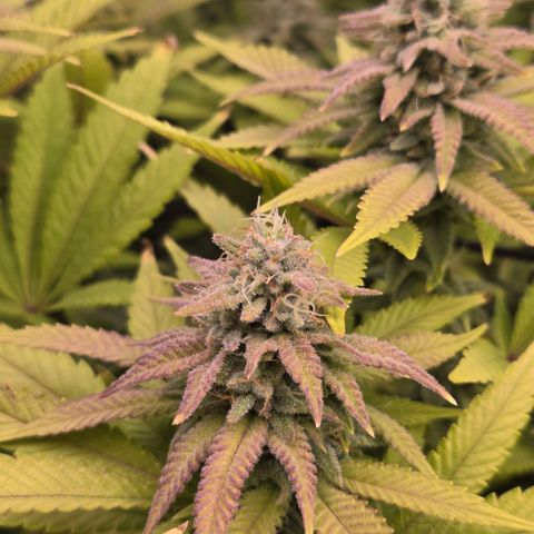 Pineapple Express  growlog photo: Nice buds
