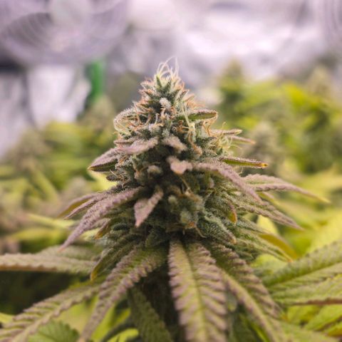 Pineapple Express  growlog photo: Nice buds