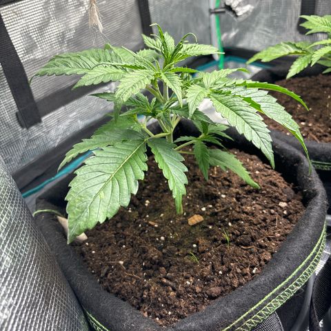 Northern Lights Automatic #3 growlog timeline photo