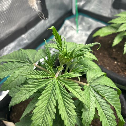 Northern Lights Automatic #3 growlog timeline photo