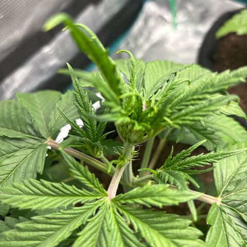 Northern Lights Automatic #3 growlog timeline photo