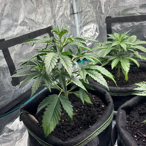 Northern Lights Automatic #3 growlog timeline photo