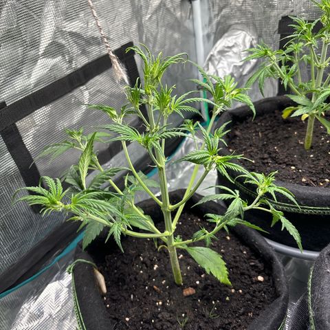 Northern Lights Automatic #3 growlog timeline photo