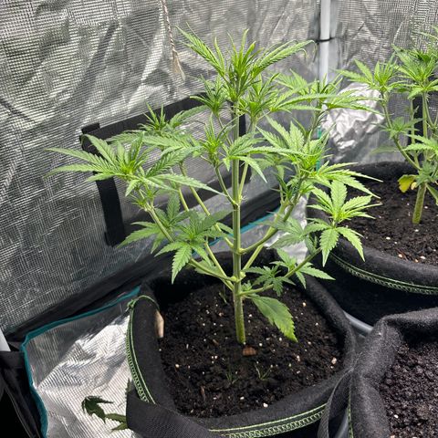 Northern Lights Automatic #3 growlog timeline photo
