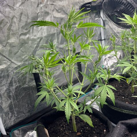 Northern Lights Automatic #3 growlog timeline photo