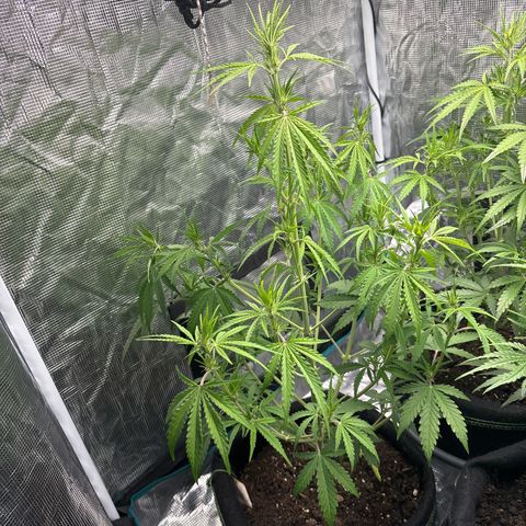 Northern Lights Automatic #3 growlog timeline photo