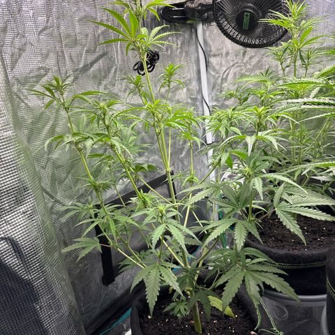 Northern Lights Automatic #3 growlog timeline photo