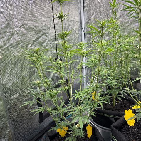 Northern Lights Automatic #3 growlog timeline photo
