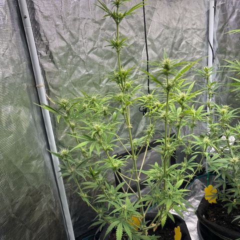 Northern Lights Automatic #3 growlog timeline photo