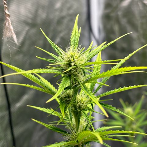 Northern Lights Automatic #3 growlog timeline photo