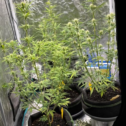 Northern Lights Automatic #3 growlog timeline photo