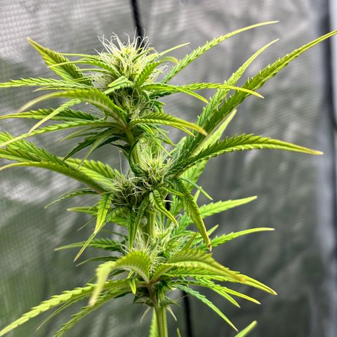 Northern Lights Automatic #3 growlog timeline photo