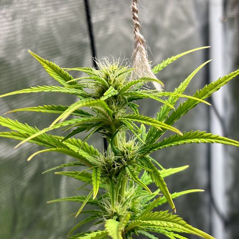 Northern Lights Automatic #3 growlog timeline photo