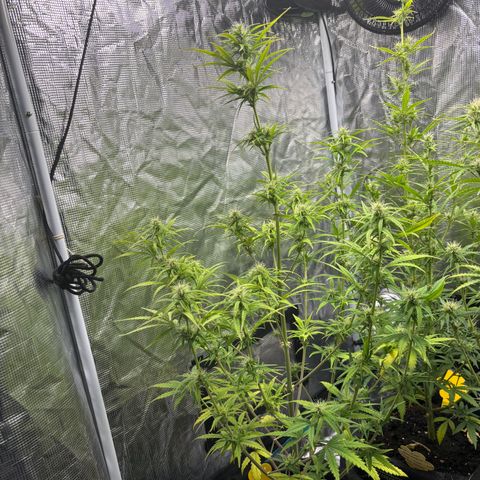 Northern Lights Automatic #3 growlog timeline photo
