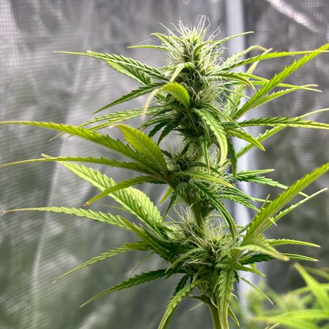 Northern Lights Automatic #3 growlog timeline photo
