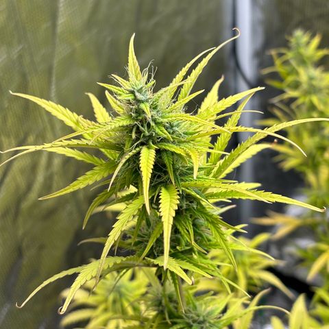 Northern Lights Automatic #3 growlog timeline photo