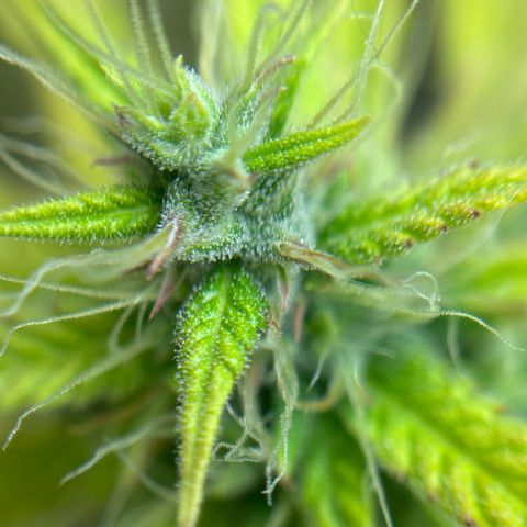 Northern Lights Automatic #3 growlog timeline photo