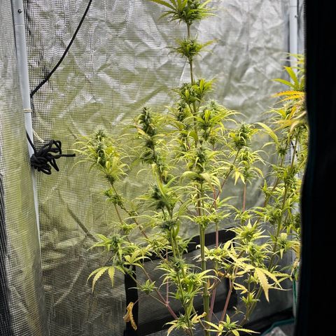 Northern Lights Automatic #3 growlog timeline photo