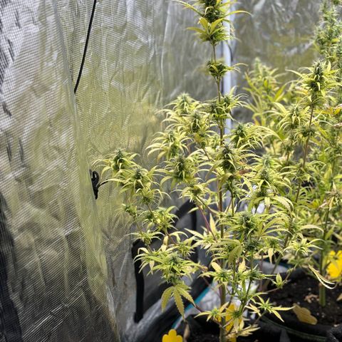 Northern Lights Automatic #3 growlog timeline photo