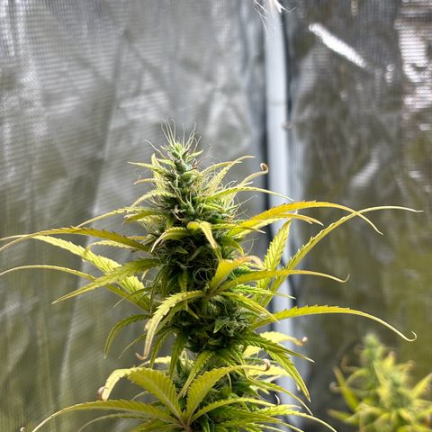 Northern Lights Automatic #3 growlog timeline photo