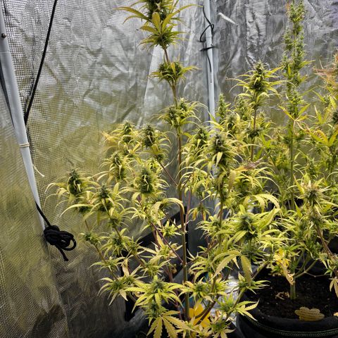 Northern Lights Automatic #3 growlog timeline photo