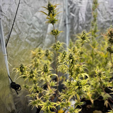 Northern Lights Automatic #3 growlog timeline photo
