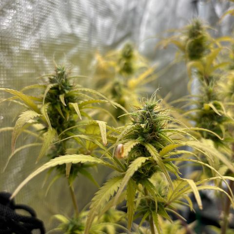 Northern Lights Automatic #3 growlog timeline photo
