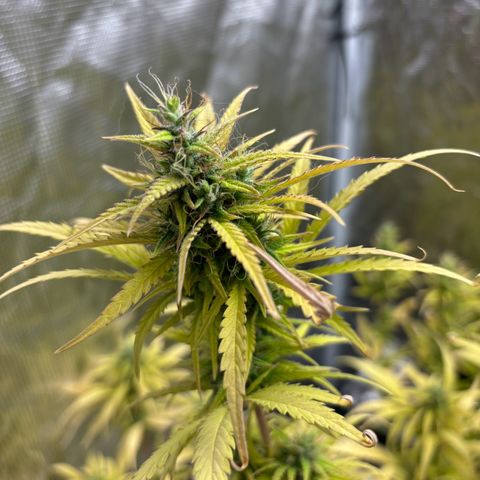 Northern Lights Automatic #3 growlog timeline photo