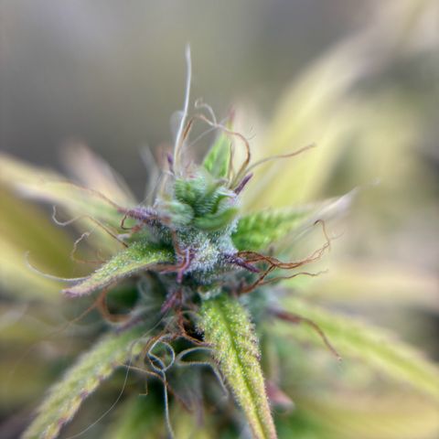 Northern Lights Automatic #3 growlog timeline photo
