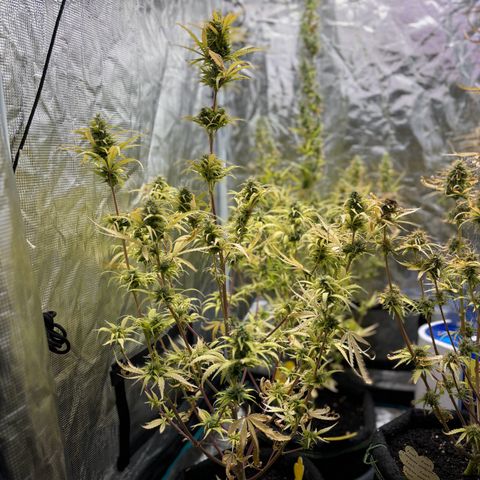 Northern Lights Automatic #3 growlog timeline photo