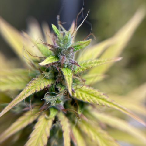 Northern Lights Automatic #3 growlog timeline photo