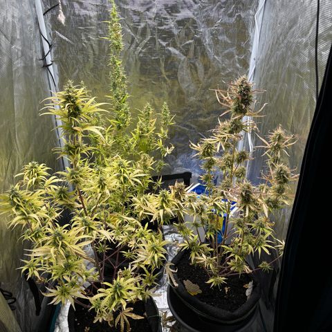 Northern Lights Automatic #3 growlog timeline photo