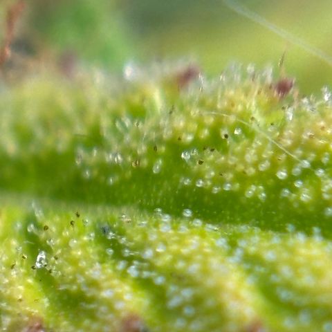 Northern Lights Automatic #3 growlog timeline photo
