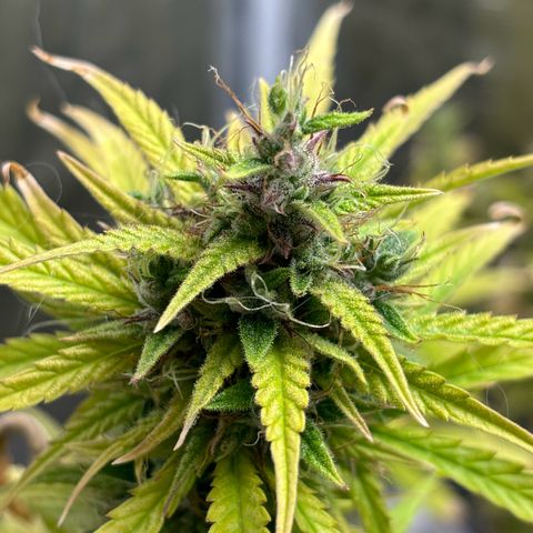 Northern Lights Automatic #3 growlog timeline photo