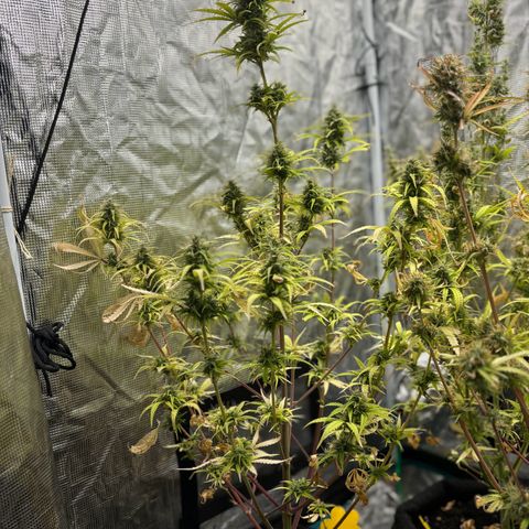 Northern Lights Automatic #3 growlog timeline photo