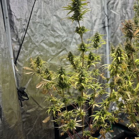 Northern Lights Automatic #3 growlog timeline photo