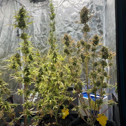 Northern Lights Automatic #3 growlog timeline photo