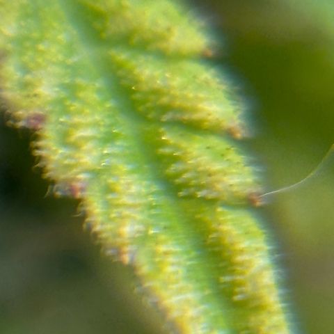 Northern Lights Automatic #3 growlog timeline photo