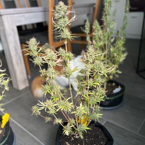 Northern Lights Automatic #3 growlog timeline photo