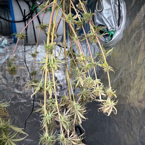 Northern Lights Automatic #3 growlog timeline photo