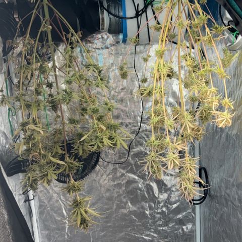 Northern Lights Automatic #3 growlog timeline photo
