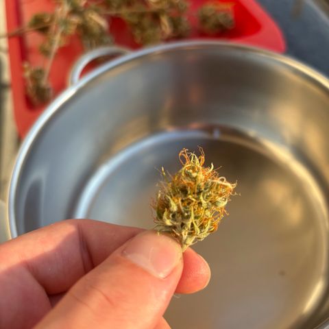 Northern Lights Automatic #3 growlog timeline photo
