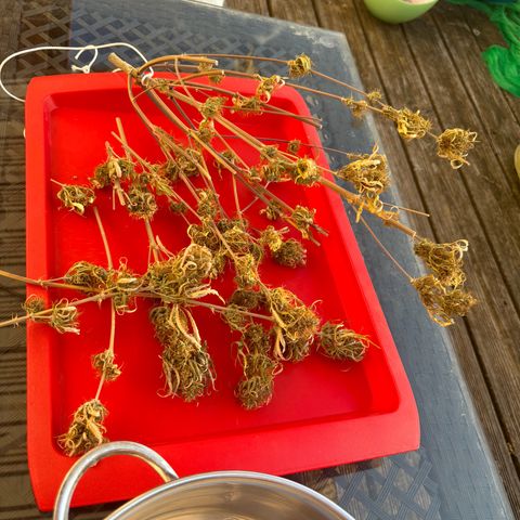 Northern Lights Automatic #3 growlog timeline photo