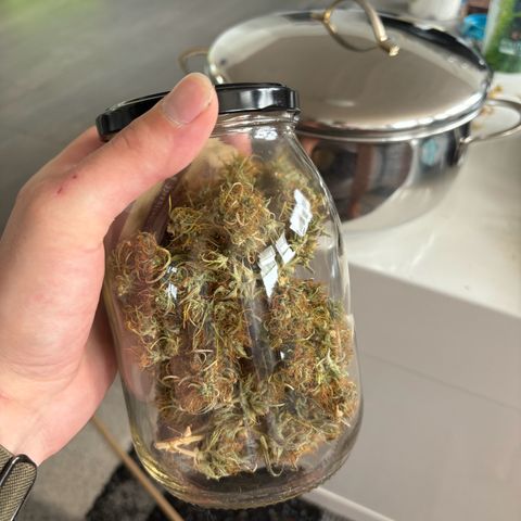 Northern Lights Automatic #3 growlog timeline photo