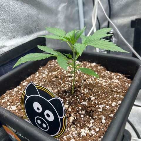 Queens Banner growlog timeline photo