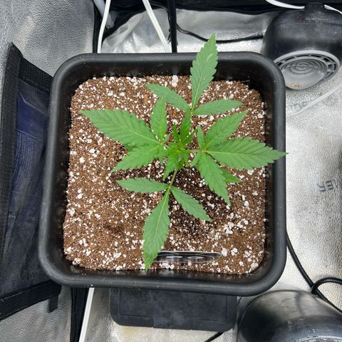 Queens Banner growlog timeline photo